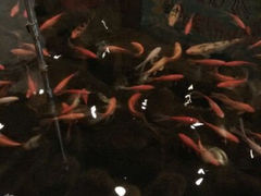 android_upload_pic-舜耕山庄四时万和自助餐厅