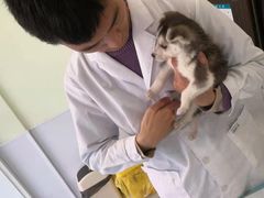 -艾吉宠物医院·疑难杂症转诊中心·猫友好(碧江路院)