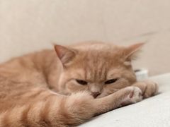 -芭比堂动物医院·24小时·眼科中心(深圳中心)