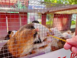 点击看大图 -萌宠亲子动物乐园(槐房万达店)