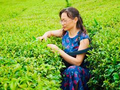 -雪绿茶博物馆