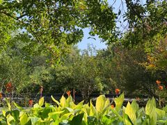 -杭州植物园