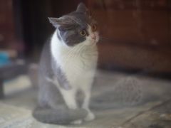 -猫咪博物馆(顶澳仔猫街店)