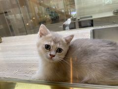 -飞行喵MR PILOT|猫舍·猫咖(静安大融城店)