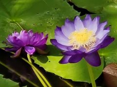 -国家植物园南园