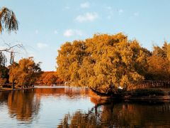 -上海共青森林公园