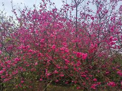 -天适樱花悠乐园