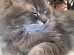-猫儿山۰猫主题餐厅