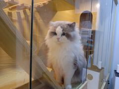 -猫十亿·布偶金渐层·曼基康矮脚猫舍(青年路店)