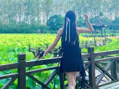 -合肥滨湖国家森林公园