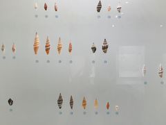 -青岛贝壳博物馆