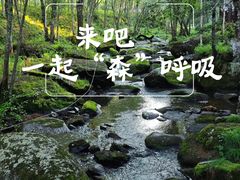 -汤旺河林海奇石景区