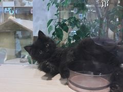 -屋虎猫馆(宝安大仟里店)