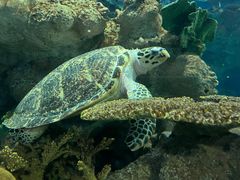 -上海海洋水族馆
