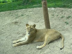 -北京野生动物园