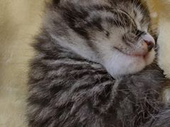 -纳吉亚猫专科动物医院博雅分院