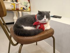 -共舞时光猫咖·狗咖(新街口店)