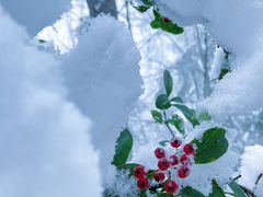 -武陵山森林公园