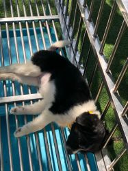 点击看大图 -萌宠亲子动物乐园(槐房万达店)