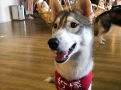 -Husky Go! 哈士奇体验馆·宠物咖啡厅狗咖