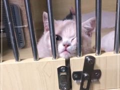 -猫宠乐园·专业洗护