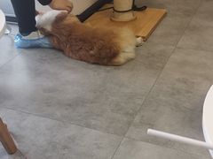 -团子家猫咪猫咖馆·柯基·柯尔鸭