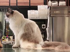 -咖法森林·咖啡  酒吧(天河店)