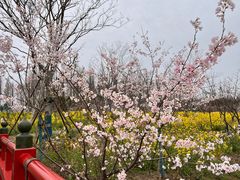 -东平国家森林公园