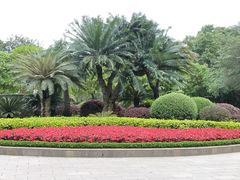 -金花茶公园