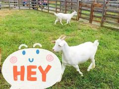 -前小桔亲子创意农场·草莓采摘·露营烧烤