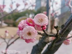 -新虹桥中心花园