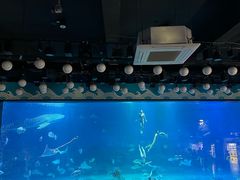 -烟台海昌鲸鲨海洋公园