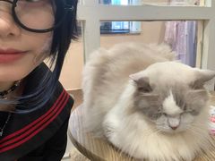 -楼上猫咖(罗湖店)