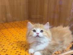 -欣宠猫屋·矮脚拿破仑·蓝金金渐层