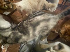 -猫猫幼稚园·撸猫·桌游·电玩