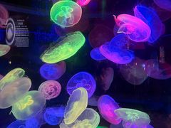 -太平洋海底世界