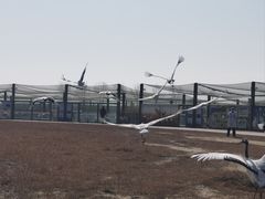 -盐城丹顶鹤湿地生态旅游区