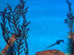 -上海海洋水族馆