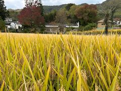 -塔川景区