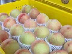 -老袁家蜜桃农场·阳山水蜜桃