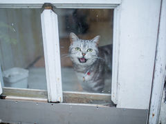 -海边的猫和咖啡馆