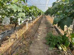 -马陆小张葡萄园农家乐