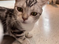 -飞行喵MR PILOT|猫舍·猫咖(静安大融城店)