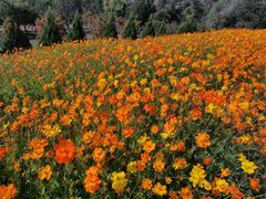 -永定河休闲森林公园