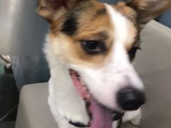 -爱侣宠医·鹦鹉专科·小型哺乳类·异宠专科(灵石路店)