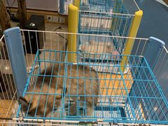 -龟与熊猫宠物公园(南坪店)