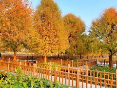-五缘湾湿地公园