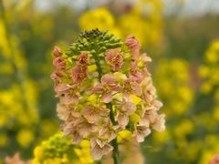 -中国天府农业博览园