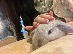 -猫猫幼稚园·撸猫·桌游·电玩