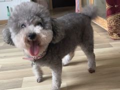 -瑞派申生动物医院·24H夜诊·国际动物医疗中心·骨外科(吴中路店)